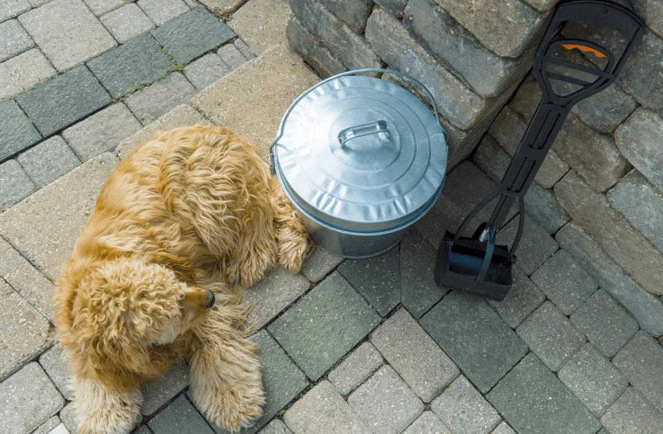 PET WASTE REMOVAL